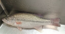 鮮活沖浪河鱸魚(yú)400-500g/條 曬單實(shí)拍圖