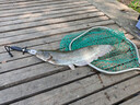 國王路亞路亞餌軟餌浮水蝦內德釣組黑坑倒釣鱸魚(yú)鱖魚(yú)蝦型軟蟲(chóng)76mm-03-棕綠 曬單實(shí)拍圖