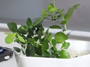 春羽盆栽植物水培如意皇后觀(guān)葉綠植鴨腳木金鉆盆栽竹柏小紅掌 九里香5株 曬單實(shí)拍圖