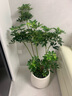 鴨腳木懶人綠植客廳大型盆栽落地室內好養辦公室花卉盆栽高級感 鴨腳木1.2-1.4m 白色聚寶樹(shù)脂盆 曬單實(shí)拍圖