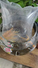 冷水黃金泥鰍苗金色清潔魚(yú)工具魚(yú)清道夫好養耐活新練手觀(guān)賞小金魚(yú) 金鰍4-6厘米10條 曬單實(shí)拍圖