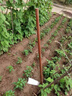 KYODO 鯨美多鋤頭農用老式2斤全鋼開(kāi)山挖筍家用種花種菜工具農具戶(hù)外除草園藝 彈簧鋼鋤頭12cm+1.4米精品鋤把 曬單實(shí)拍圖
