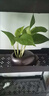 宰摟創(chuàng  )意水培花盆陶瓷無(wú)孔水養綠蘿銅錢(qián)草碗蓮睡蓮水仙花專(zhuān)用盆 SGY-黑陶花盆B款 曬單實(shí)拍圖