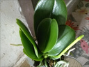 MPPMCK蝴蝶蘭盆栽帶花劍帶花苞花苗蘭花大苗客廳室內植物花卉四季好養活 8.金玉滿(mǎn)堂(原盆大苗)帶花劍 帶盆栽好 曬單實(shí)拍圖
