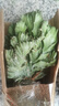 玉麒麟盆栽客廳旺宅招財龍骨辦公室內桌面四季好養仙人掌多肉植物 精選玉麒麟15cm+彩麒麟15cm（原盆原土）送肥 曬單實(shí)拍圖