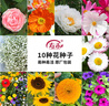 壽禾 花種子苗太陽(yáng)花格?；ㄏ蛉湛P仙花四季花海組合 10種花種子套餐 曬單實(shí)拍圖