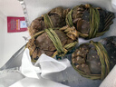 鮮活固城湖大閘蟹特大螃蟹河蟹5產(chǎn)地直發(fā)兩公4兩母 5兩公＋4兩母2對4只 曬單實(shí)拍圖