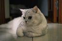 皇家（ROYAL CANIN）貓低敏糧成貓低過(guò)敏性處方糧DR25腸胃敏感皮膚敏感水解蛋白貓糧 成貓低過(guò)敏處方糧1.5kg 曬單實(shí)拍圖