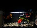 瘋狂水草（FKSC）溪流石頭魚(yú)缸沙子底砂底沙溪流沙魚(yú)缸造景觀(guān)裝飾溪流缸造景石套餐 曬單實(shí)拍圖