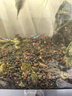 春瑞黑殼蝦水族箱水草缸清潔除藻工具淡水觀(guān)賞蝦大和藻蝦寵物活體飼料 4種蝦各5只 曬單實(shí)拍圖