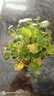 銅錢(qián)草水培盆栽辦公室內室外花卉金錢(qián)草綠植吸好養花草植物 精品銅錢(qián)草帶葉發(fā)貨1盆（不含盆  100根以上） 曬單實(shí)拍圖