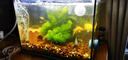 AMTRA TECHNIK德國安彩壁掛過(guò)濾器ex650魚(yú)缸過(guò)濾器烏龜低水位凈水靜音 EX650 新版除油膜器【內含濾材】 曬單實(shí)拍圖