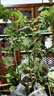 果汁陽(yáng)臺月季花苗四季開(kāi)花卉盆栽綠植物室內花易活玫瑰帶花苞庭院 天方夜譚【大花濃香，月月開(kāi)分枝多】 【帶花苞】【盆口徑15cm】原盆冠25高35 曬單實(shí)拍圖