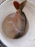 鄧剛主攻釣魚(yú)餌料野釣專(zhuān)用通殺鯽魚(yú)鯉魚(yú)鳊魚(yú)必爆護超誘魚(yú)食魚(yú)餌料 1包裝【釣不盡興】體驗裝 曬單實(shí)拍圖