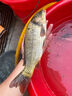 華畜水產(chǎn)養殖專(zhuān)用藥魚(yú)塘魚(yú)爛身爛尾炸鱗白點(diǎn)病消毒殺菌水霉病專(zhuān)用魚(yú)藥 100%特效單瓶裝【一瓶可用五畝】 曬單實(shí)拍圖