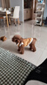 嬉皮狗（hipidog）狗狗衣服新年春節加絨保暖可牽引馬甲中小型犬比熊寵物貓咪喜慶服 黃色 M（建議體重5-8斤） 曬單實(shí)拍圖