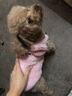 甜苗苗寵物狗狗衣服小型犬秋冬季加絨背心防飛毛可牽引比熊泰迪貓咪衣服 寵物衣服【粉色】 L碼胸45背34cm【8-12斤】 【防飛毛,可牽引】 曬單實(shí)拍圖
