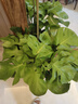 龜背竹客廳大盆栽老樁造型植物室內好養四季花卉落地綠植室內盆栽 叢生高0.75-0.85米-草編盆 大葉開(kāi)背龜背竹 曬單實(shí)拍圖