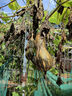 九陽(yáng)（Joyoung）【國家補貼】快燉電燉鍋 電砂鍋電燉盅 紫砂鍋 燕窩燉盅煮粥鍋直燉大容量多功能鍋可預約保溫GD630 曬單實(shí)拍圖