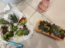 花藝萌多肉植物組合盆栽含盆含土創(chuàng)意diy拼盤花盆肉肉植物室內(nèi)綠植花卉 隨機(jī)10個(gè)多肉加木盒 含盆 曬單實(shí)拍圖