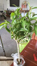 夜來(lái)香花樹(shù)苗盆栽九里香花卉室內陽(yáng)臺驅蚊綠植物鮮花四季開(kāi)花好養 精選夜來(lái)香 （原土發(fā)貨）【滿(mǎn)屋清香】 曬單實(shí)拍圖