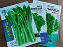 小葉茼蒿種子種籽菜種皇帝菜秋冬季籽種青菜蔬菜孑菜籽茼蒿菜種 小葉茼蒿種子原裝一包1000粒 曬單實(shí)拍圖