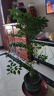 幸福樹(shù)平安樹(shù)綠植花卉小盆栽室內客廳辦公室四季常青植物凈化空氣 精品：大幸福樹(shù)獨桿40-60高 曬單實(shí)拍圖