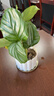 青蘋(píng)果竹芋盆栽室內北歐客廳綠植辦公室甲醛好養植物桌面凈化空氣 青蘋(píng)果竹芋3顆+提拉米蘇樹(shù)脂盆+種植土 曬單實(shí)拍圖