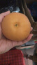 壹萌果蔬山東秋月梨冰糖梨當季新鮮水果冰糖梨整盒中秋送禮整箱發(fā)出 精選5斤【單果250g+】?jì)?.5斤 曬單實(shí)拍圖