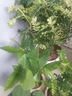 京云夢(mèng)清香木盆栽防蚊蟲(chóng)驅蚊草幼兒園綠植桌面清香胡椒木蛋糕盆源頭直發(fā) 曬單實(shí)拍圖