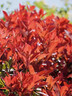 紅葉石楠樹苗 火焰紅 籬笆苗圍墻綠籬植物庭院園林綠化苗四季常青 50棵地栽苗；高30-40厘米(保濕發(fā)貨) 40cm(含)-50cm(不含) 曬單實(shí)拍圖