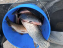 金龍掛鉤玉米嫩甜玉米餌料老壇野釣鯉魚(yú)打窩料筏釣翹嘴餌料大顆粒玉米 生鮮玉米500g*2包 曬單實(shí)拍圖