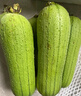 京鮮生 臺(tái)灣短棒肉絲瓜 5斤裝 單果350g起 新鮮蔬菜 源頭直發(fā) 曬單實(shí)拍圖