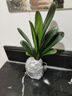 帶盆帶土6年大苗綠植盆栽室內(nèi)精品花卉君子蘭花苗花卉室內(nèi)花卉鮮花花卉室內(nèi)盆景盆栽綠植君子蘭苗素顏 國蘭君子蘭8-10片帶盆帶土 曬單實拍圖