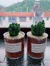 多肉植物仙人掌盆栽室內肉肉仙人球小盆栽開(kāi)花可愛(ài)桌面綠植 萬(wàn)重山+玻璃盆+黃金砂+營(yíng)養土 含盆 曬單實(shí)拍圖