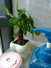 佰花錦辦公桌面綠植盆栽發(fā)財樹(shù)室內客廳奶油風(fēng)網(wǎng)紅盆景精致美觀(guān)四季好養 單桿發(fā)財樹(shù)+PVC白泡泡盆 整體高度約15-25cm 曬單實(shí)拍圖