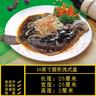 MLCRIYG酒店餐具飯店商用涼菜盤(pán)異形盤(pán)子不規(guī)則盤(pán)菜盤(pán)家用陶瓷創(chuàng)意個(gè)性盤(pán) 《10英寸圓形淺盤(pán)多寶魚(yú)盤(pán)》 曬單實(shí)拍圖