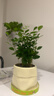 九里香盆栽綠植室內桌面小擺件濃香驅蚊植物四季好養凈化空氣花卉 九里香+米色布袋樹(shù)脂套盆 曬單實(shí)拍圖