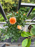 果汁陽臺月季花苗四季開花卉盆栽綠植物室內(nèi)花易活玫瑰帶花苞庭院 果汁陽臺【大花濃香，月月開分枝多】 【帶花苞】【盆口徑15cm】原盆冠25高35 曬單實拍圖