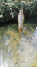 龍王恨魚(yú)餌統爆拉絲粉小麥蛋白粉黑坑野釣鯽鯉翹嘴鳊魚(yú)餌料添加劑狀態(tài)餌 曬單實(shí)拍圖