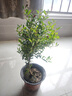 石榴花盆栽果樹(shù)苗帶果觀(guān)賞可食用室內陽(yáng)臺四季開(kāi)綠植盆景花卉旺宅 花石榴原盆土5年30-40cm高 含盆 曬單實(shí)拍圖