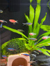 米家（MIJIA）小米米家智能生態(tài)魚(yú)缸還原自然生態(tài)補倉一次三月無(wú)憂(yōu)出差旅行必備 曬單實(shí)拍圖