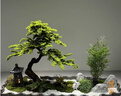 景塵玄關(guān)櫥窗處造景仿真迎客松樹(shù)新中式綠植羅漢松樹(shù)造景裝飾酒店假樹(shù) 高1米寬約1.2米單樹(shù)(自然形態(tài)） 【原木款】 曬單實(shí)拍圖