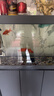 冷水鸚鵡魚(yú)招財魚(yú)血鸚鵡紅金魚(yú)冷水觀(guān)賞魚(yú)活體魚(yú)苗好養耐活發(fā)財魚(yú) 冷水血鸚鵡3條【19-21cm】 曬單實(shí)拍圖