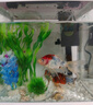 錦鯉魚(yú)活體觀(guān)賞魚(yú)活魚(yú)小型易養冷水淡水魚(yú)小魚(yú)苗錦鯉金魚(yú)好看錦鯉 10-12cm 六色錦鯉套餐6條 曬單實(shí)拍圖