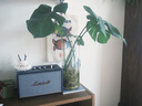 MARSHALL（馬歇爾）ACTON III 音箱3代無線藍(lán)牙搖滾家用重低音禮物音響 黑色 曬單實(shí)拍圖