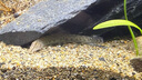 吉印刀鋒s魚(yú)缸燈led燈防水全光譜魚(yú)缸照明燈水草燈小型超白魚(yú)燈96cm 曬單實(shí)拍圖