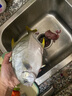 翔泰海南深海金鯧魚(yú)700g 2條 燒烤 火鍋 生鮮魚(yú)類(lèi) BAP認證 海鮮水產(chǎn) 曬單實(shí)拍圖