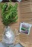 正宗清香胡椒木盆栽花卉室內(nèi)驅蟲驅蚊草綠植物樹苗老樁盆景九里香 【清香驅蚊】6年清香木大苗（原土無盆）+肥料 曬單實拍圖