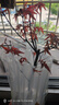 紅楓盆栽小盆景紅舞姬日本紅楓陽(yáng)臺易養紅葉綠植網(wǎng)紅花卉庭院種植 斜口陶瓷盆+紅舞姬 帶盆栽好 曬單實(shí)拍圖